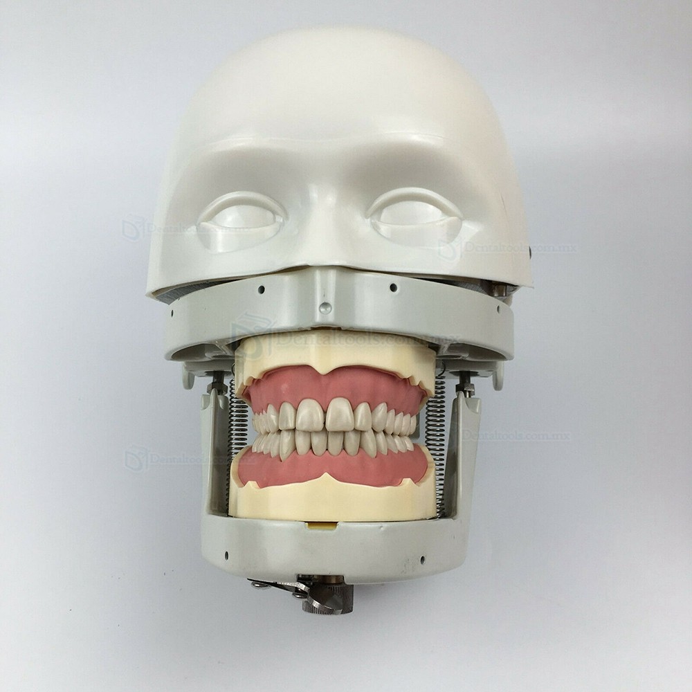Jingle JG-C1 Fantoma Dental Maniquí Completo Tipodonto Compatible con Nissin Kilgore / Frasaco Tipo de Abrazadera